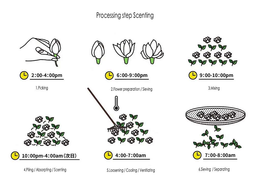 Processing steps of Jasmine tea